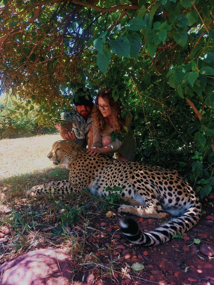 FloofyMoogle's tweet photo. Wild adventures with my favourite person. Wouldn't have spent it any other way. 🌿🐆

#nature #Cheetah #lion #gamedrive #love #couple #bluesky https://t.co/gdL0DAP5eF