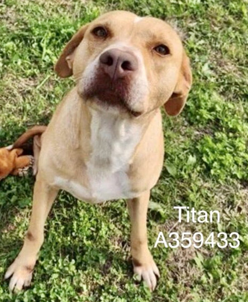 TITAN #A382846,2yo52lbs
How can u look at this little face &amp; not help 😢 
Tiny boy has been beaten, starved,left tied to bench,his buddy run over by 🚗!
Heartbreaking! But he never gives up hope!
Adorable little soul
PLZ #ADOPT #FOSTER OR #PLEDGE FOR RESCUE #CORPUSCHRISTI #TX