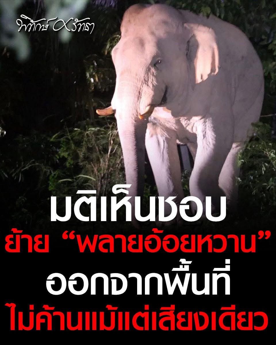 Donaldae's tweet image. หูพับเพิ่งตายยังไม่พอ ล่าสุดเห็นชอบกันหมด ไล่ช้างป่าตัวอื่นออกจากบ้านตัวเองเพิ่ม อีประเทศนี้ไม่ควรได้รับมรดกโลกทางธรรมชาติ #สีดอหูพับ #หูพับต้องไม่ตายฟรี  #หูพับ