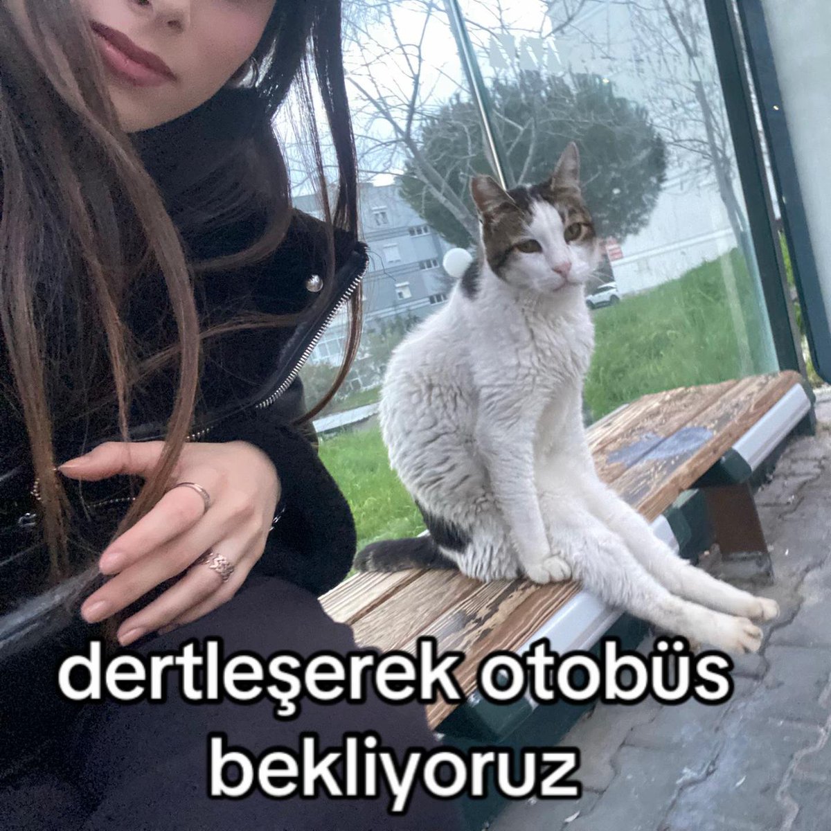 bosunatiklama's tweet image. Otobüs durağında bekleyen kedinin oturuşu: