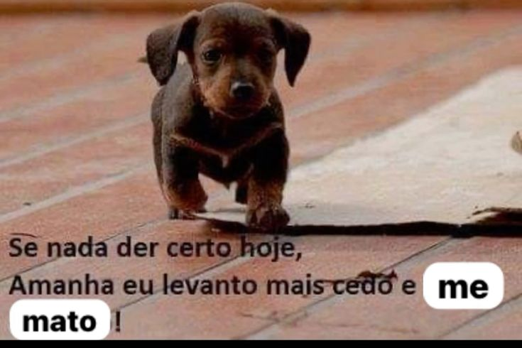 perfil dedicado a gatinhos e peitos tweet media