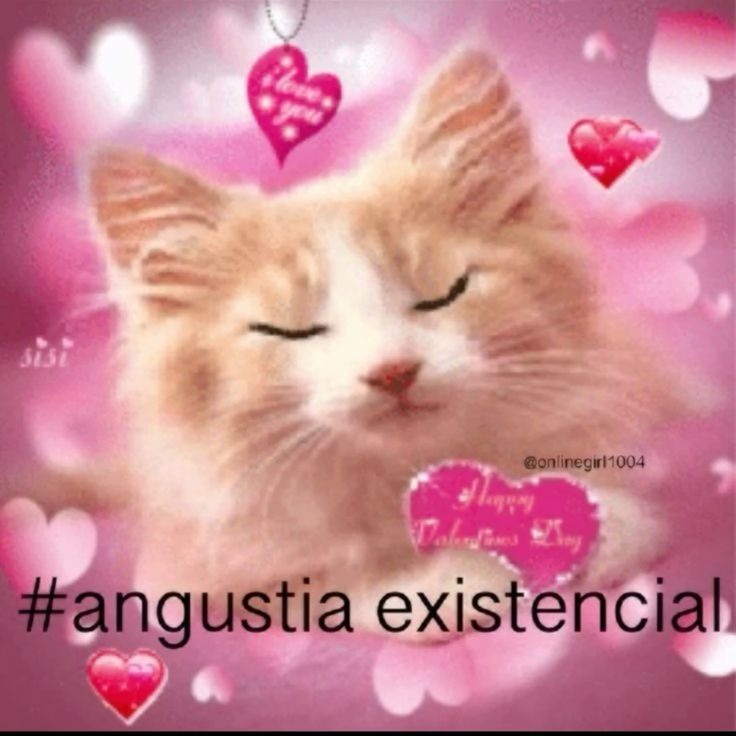 Jon - perfil dedicado a gatinhos e peitos tweet media
