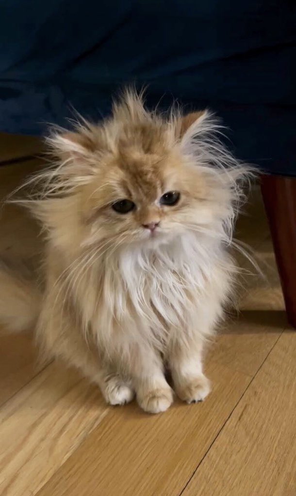 คัยเนี้ย