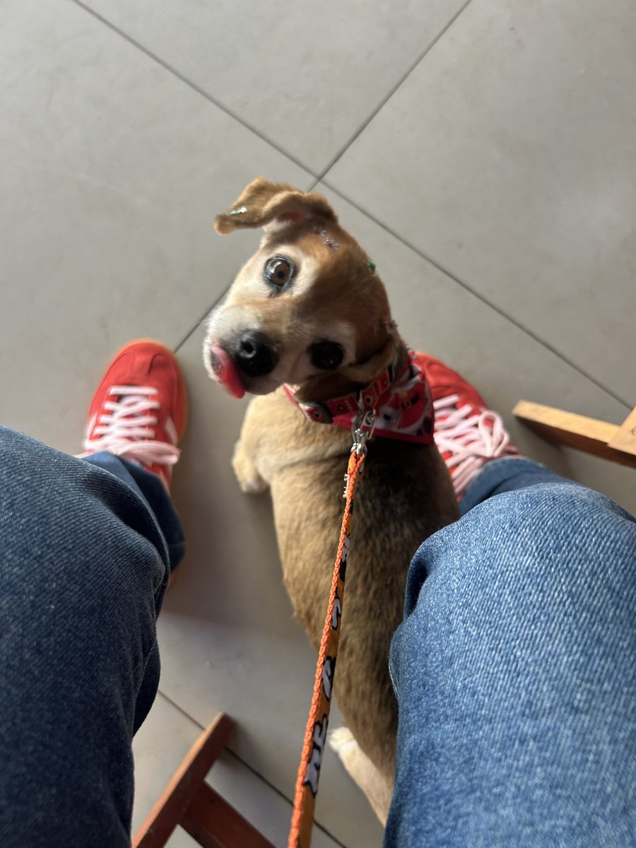 arruda_prates's tweet photo. @abymaelx Ah que lindo! Eu já teria levado pra casa pra fazer companhia pra minha Melzinha https://t.co/FLXhqIV50s