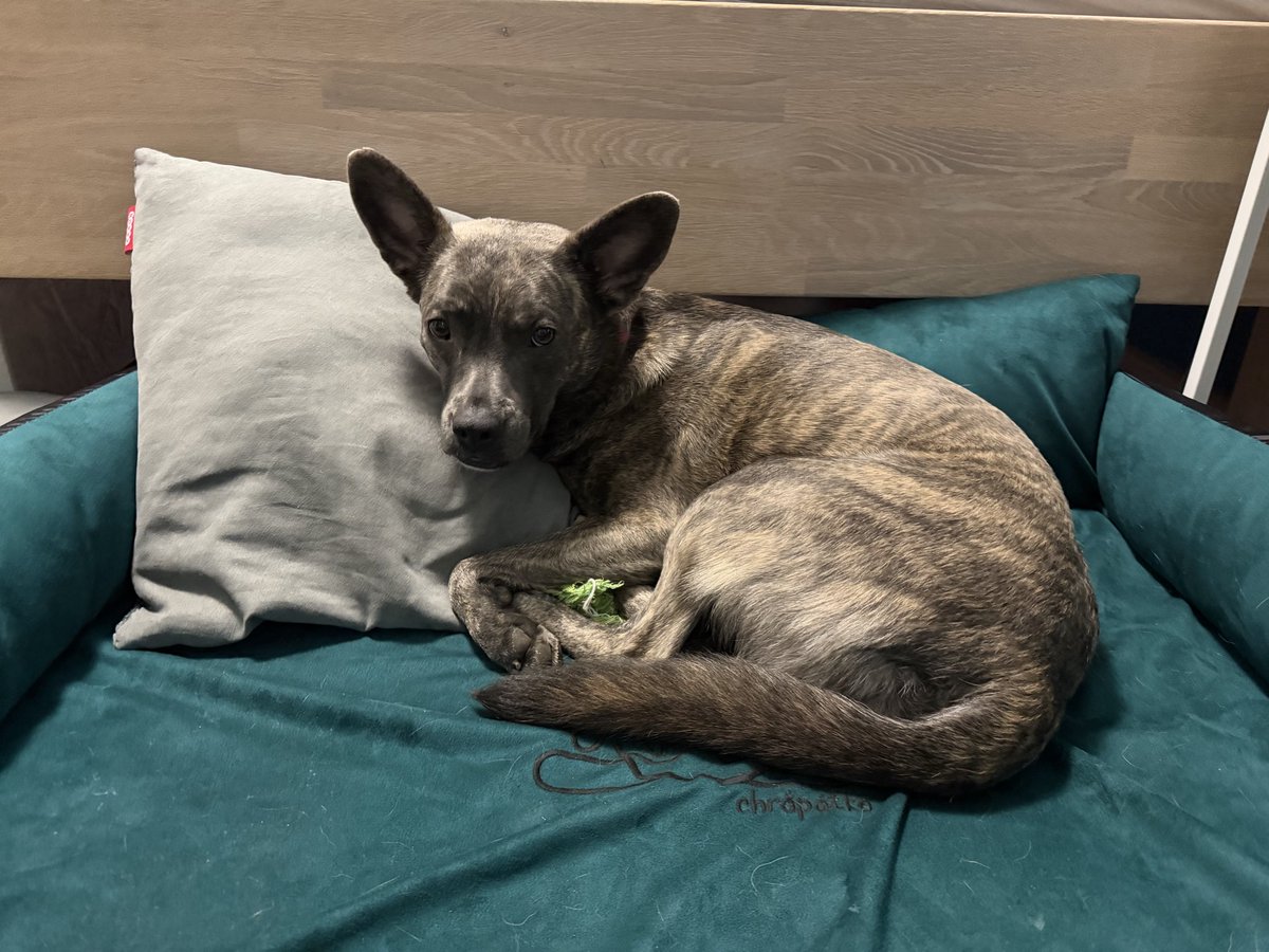 Jdi si do práce a já tady bude zatím dělat hajíky… jako ne, že bych se nechtěla natáhnout s ní 😁