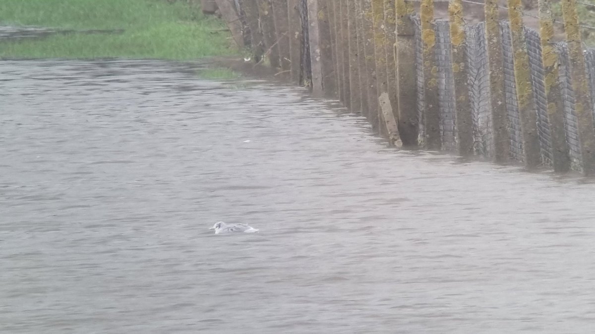 Craig Reed tweet media