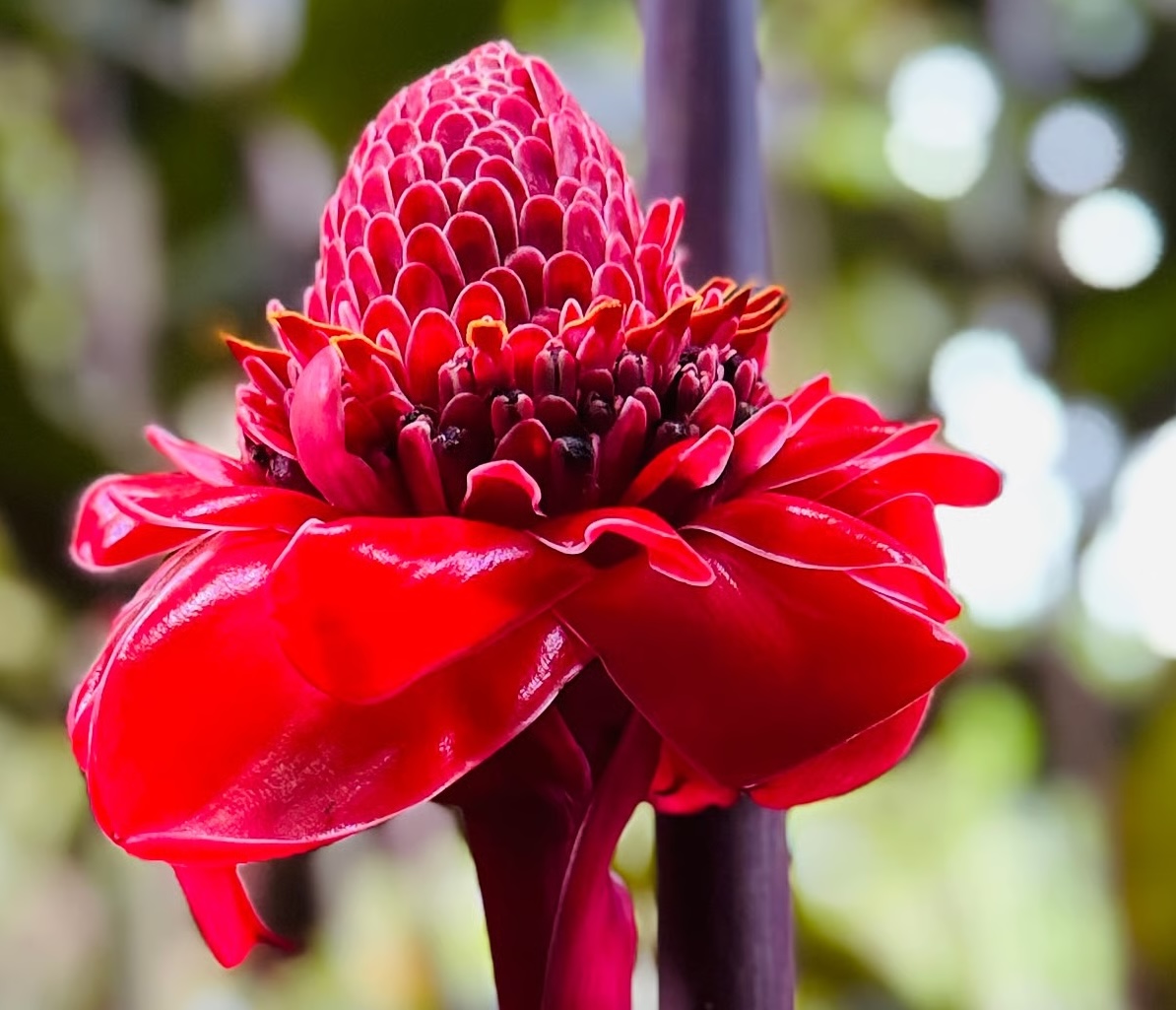 DINE and Destinations tweet media