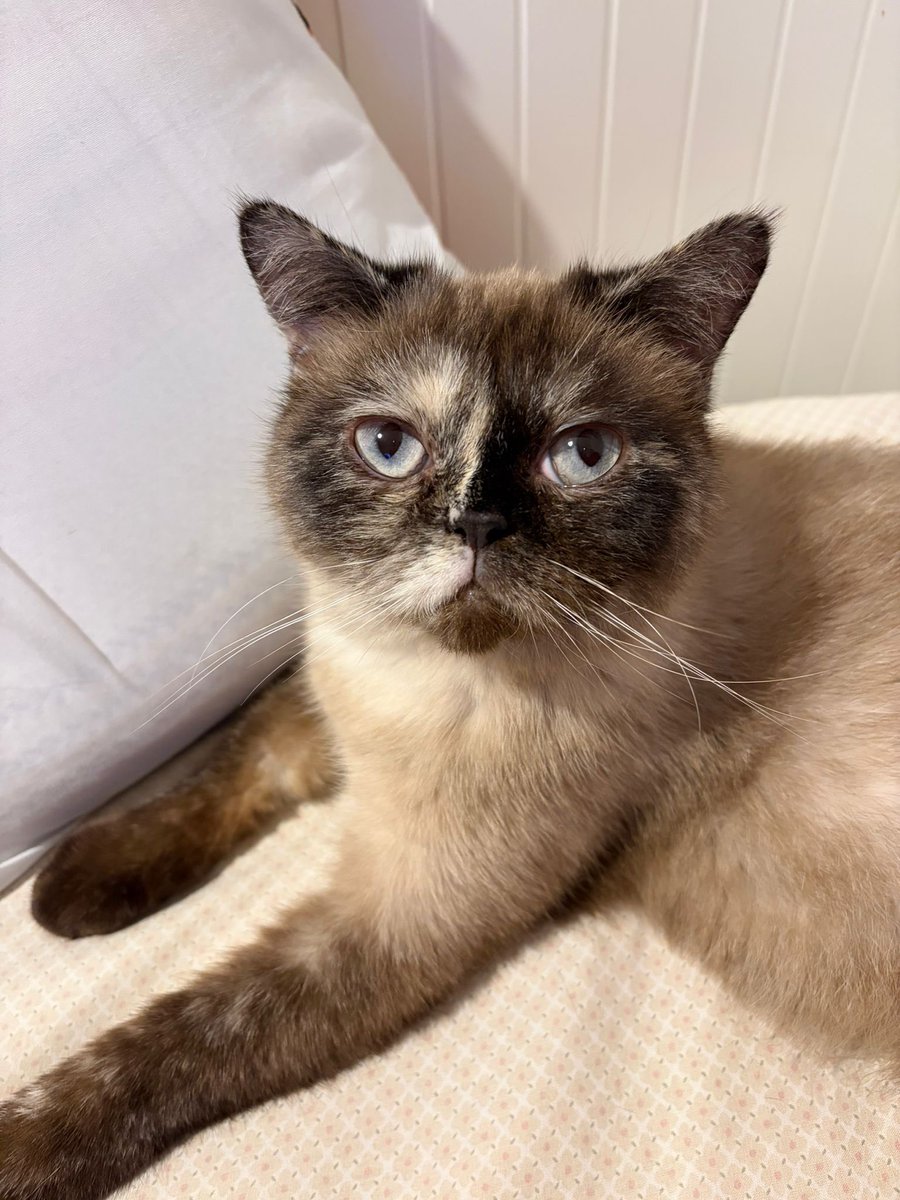 Monica Belluci ye benzeyen kedi sokağa atılmış. Yuvası olmak isteyen ? 😻