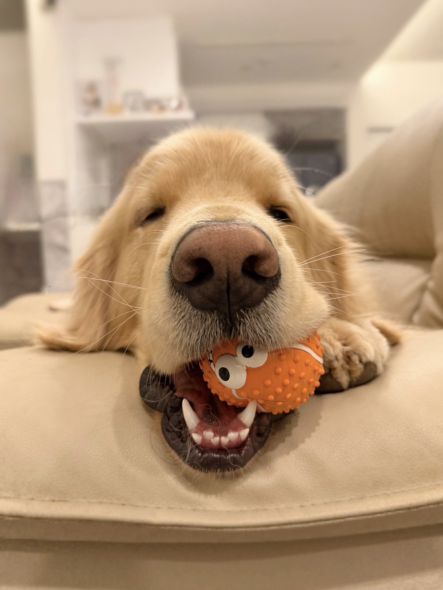 ドヤ顔でボール見せてくるの本当に愛おしい