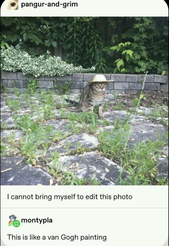 WholesomeMemes tweet media