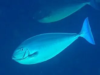 sosmedkeras's tweet photo. We found them.🐟😅😅 https://t.co/UadCVOSkS8
