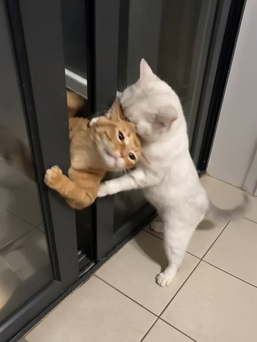 No Cats No Life tweet media