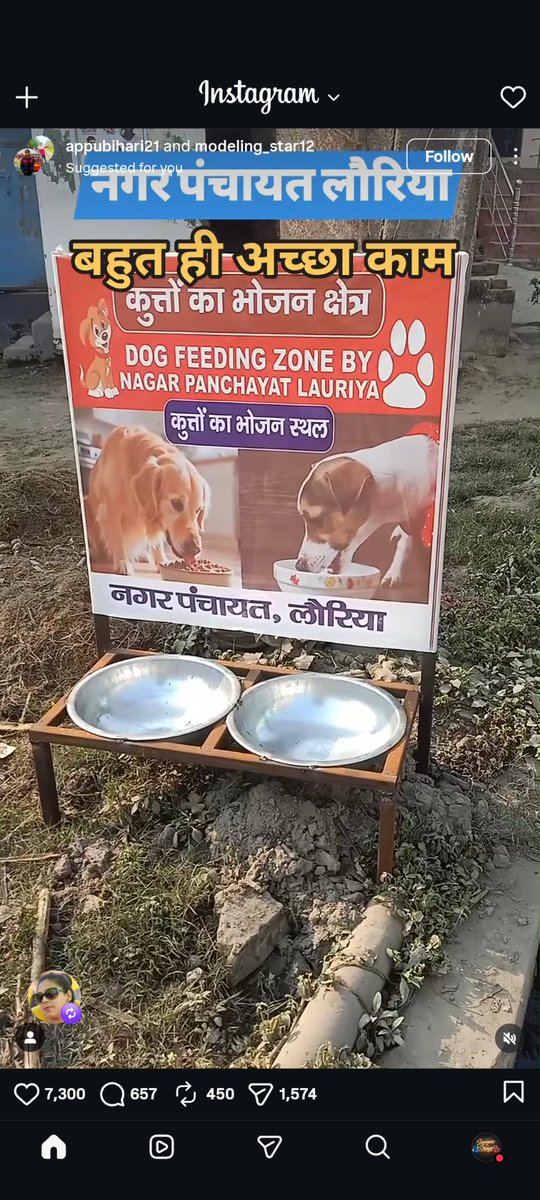Saviours of Strays tweet media