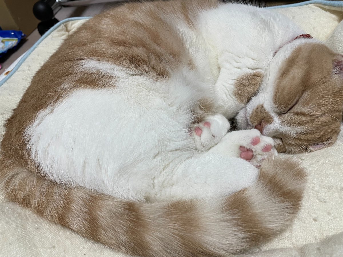 Fallout76Ps's tweet image. おやすみなさい😘
今日もみんな大好きだよ😘
足は臭くならないように洗おうね🤢
#猫