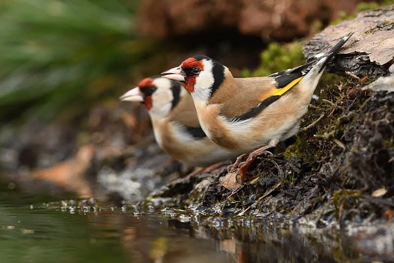 DeKikker72's tweet image. Vrouwtje en mannetjesputter 

#februarivogelmaand #dag11 #putter