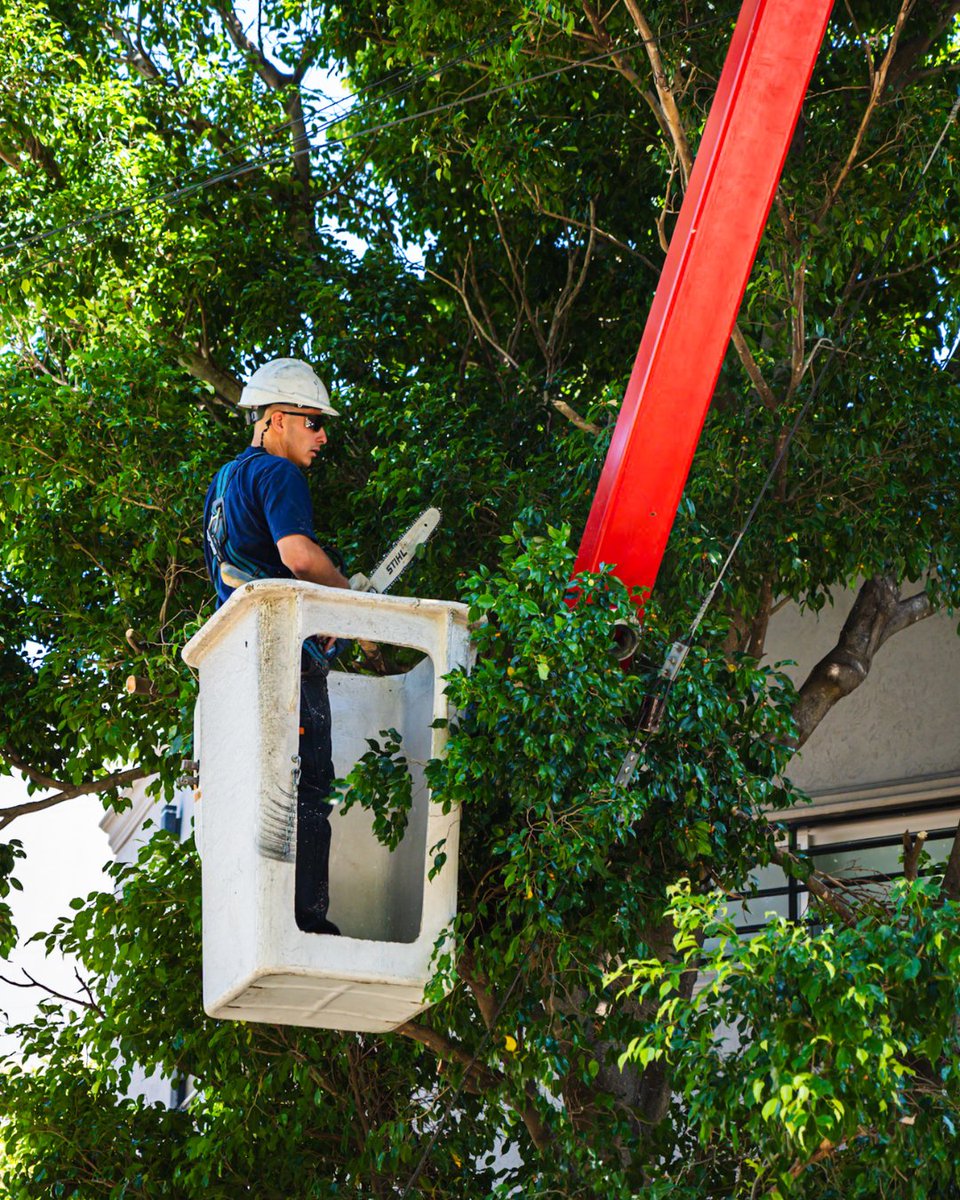 aybar_rodrigo's tweet photo. 💪🏼❤️ Llegar con obras a cada barrio es transformar tu cuadra, tu calle y tu esquina. Hoy estuvimos en #VillaBosch, acompañando a las cuadrillas que trabajan con el plan de poda para mantener nuestros árboles sanos y, sobre todo, para despejar luminarias y cámaras de seguridad. https://t.co/nggmD9B3mm