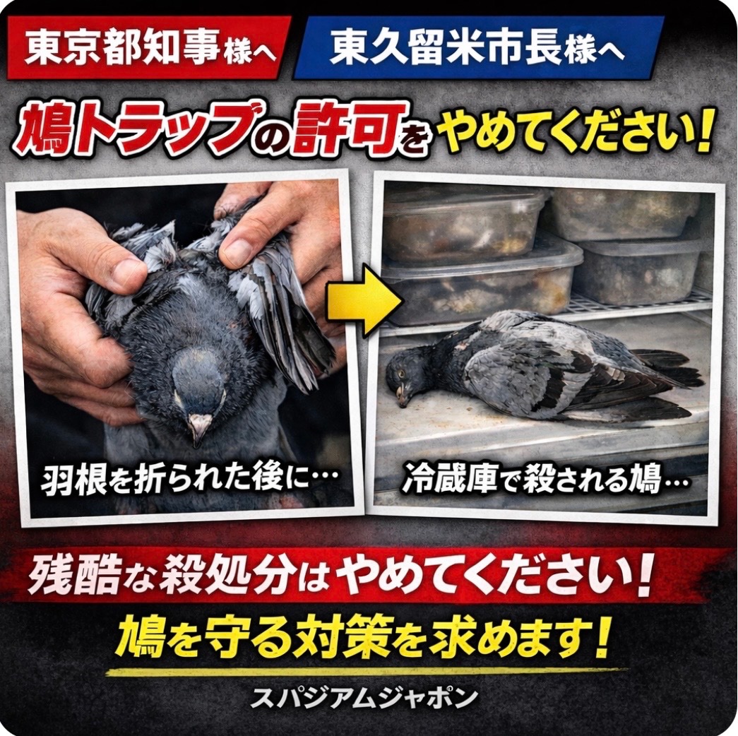 #鳩トラップ に掛かった鳩たちは◯されます。
#東京都 小池百合子知事 様
#光久留米市 富田竜馬市長
鳩トラップを禁止してください‼️
#スパジアムジャポン 
（動物虐待七代祟る 宇宙の法則）
#ひなたフェス2026