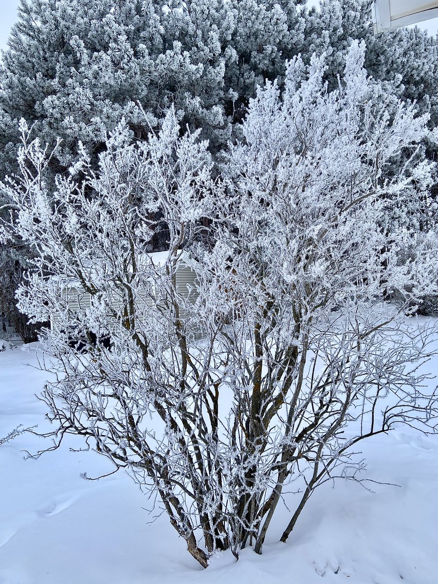 DrummerBoy2112's tweet image. The Beauty of Winter. ❄️
#pei #icefog #StormHour