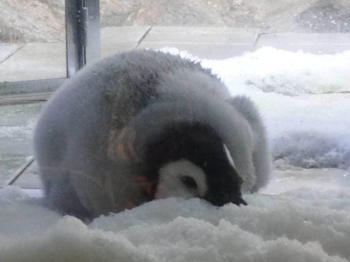 ぺんぎん705号 (@4rMv3u7Dyg2hC5R) / Posts / X