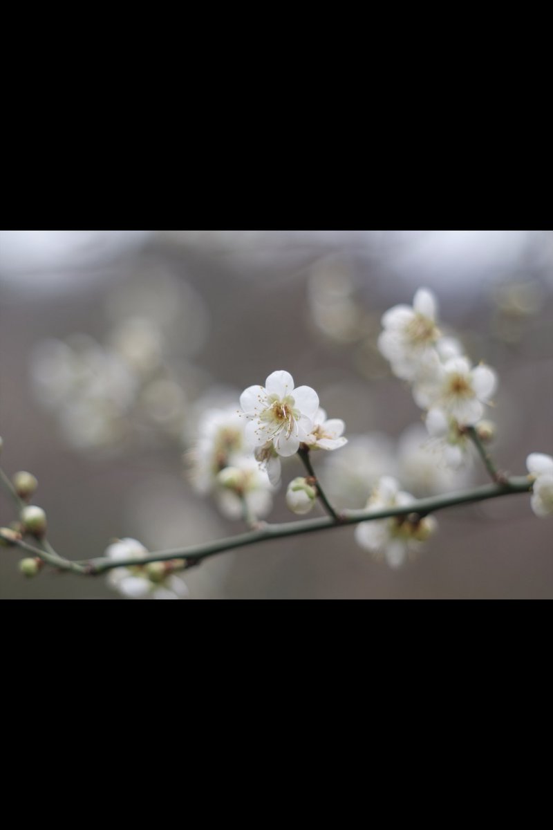 jun97531's tweet photo. 梅の花を観に行ってきました。
#梅の花の写真
#梅の花 https://t.co/A4rI9Ez7oI