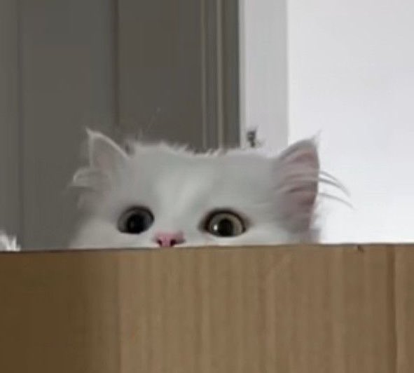 sibseong's tweet image. น้องฮงเปนแมวจิง ๆ น่วย ซ่อนหูมั่ยมิดนิหน่า ^. .^₎⟆