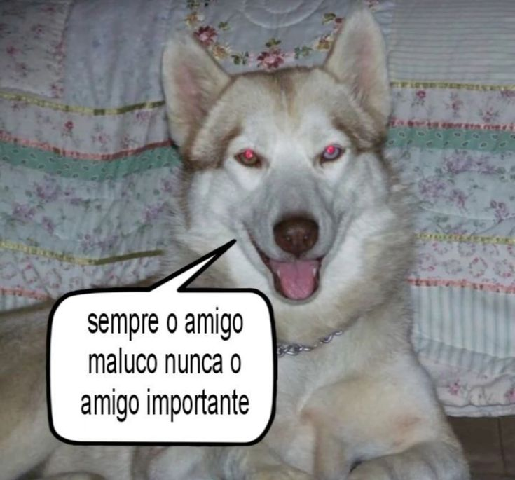 perfil dedicado a gatinhos e peitos (@odeiootaco) on Twitter photo 