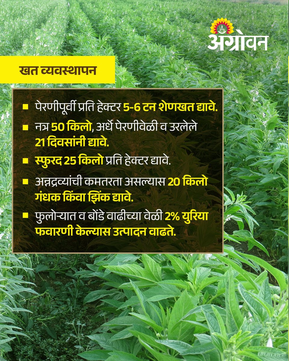 AGROWON's tweet photo. बदलत्या हवामानात कमी पाण्यात येणारे, बाजारात चांगला दर मिळणारे आणि तेलबिया पिकांमध्ये उन्हाळी तीळ पिकाला महत्त्व आहे.
#SummerSesame #TilCrop #Oilseeds #DroughtResistantCrops #HighMarketValue #SustainableFarming #FarmerGuidance #AgricultureTips https://t.co/lmcKTQrm0O