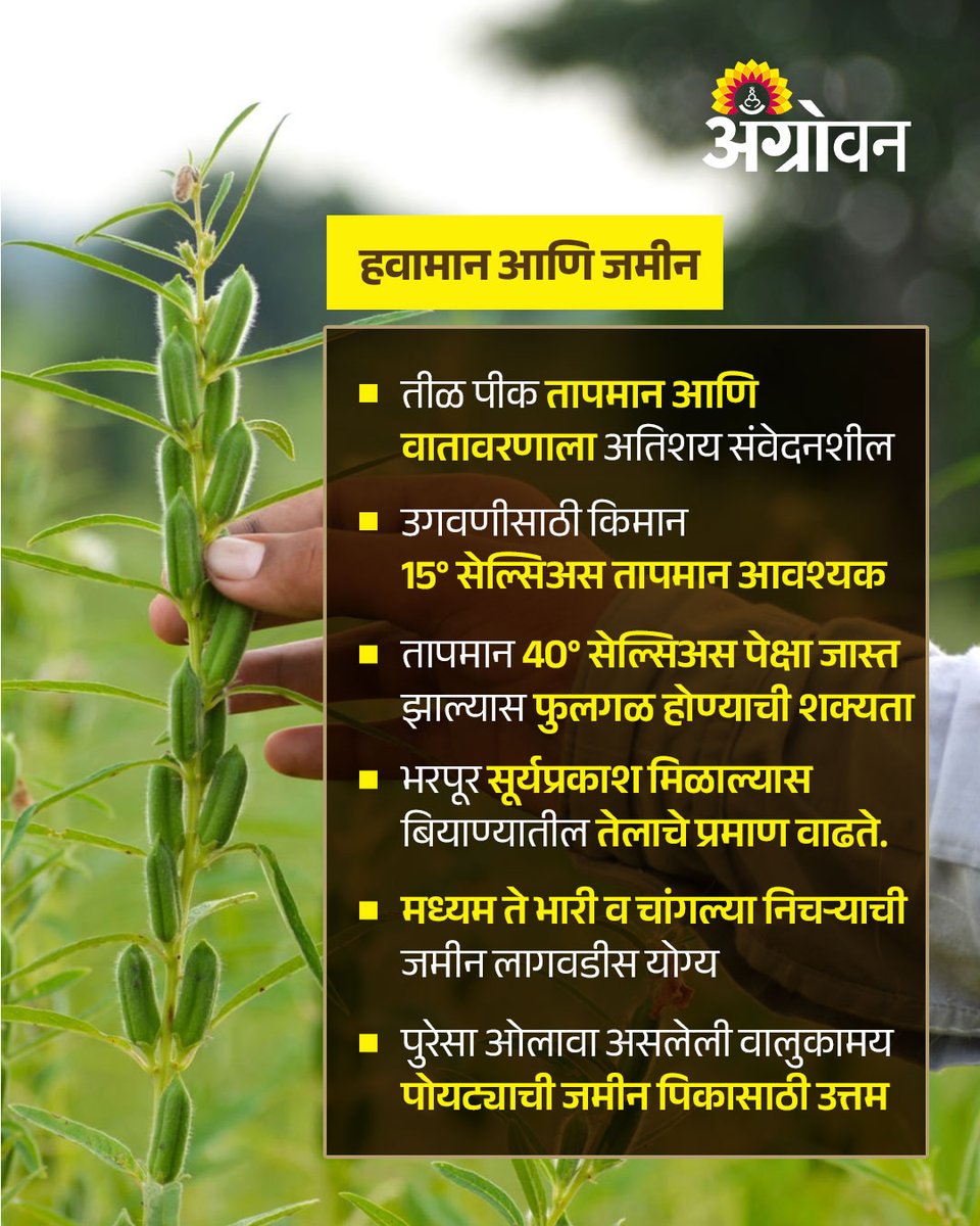 AGROWON's tweet photo. बदलत्या हवामानात कमी पाण्यात येणारे, बाजारात चांगला दर मिळणारे आणि तेलबिया पिकांमध्ये उन्हाळी तीळ पिकाला महत्त्व आहे.
#SummerSesame #TilCrop #Oilseeds #DroughtResistantCrops #HighMarketValue #SustainableFarming #FarmerGuidance #AgricultureTips https://t.co/lmcKTQrm0O