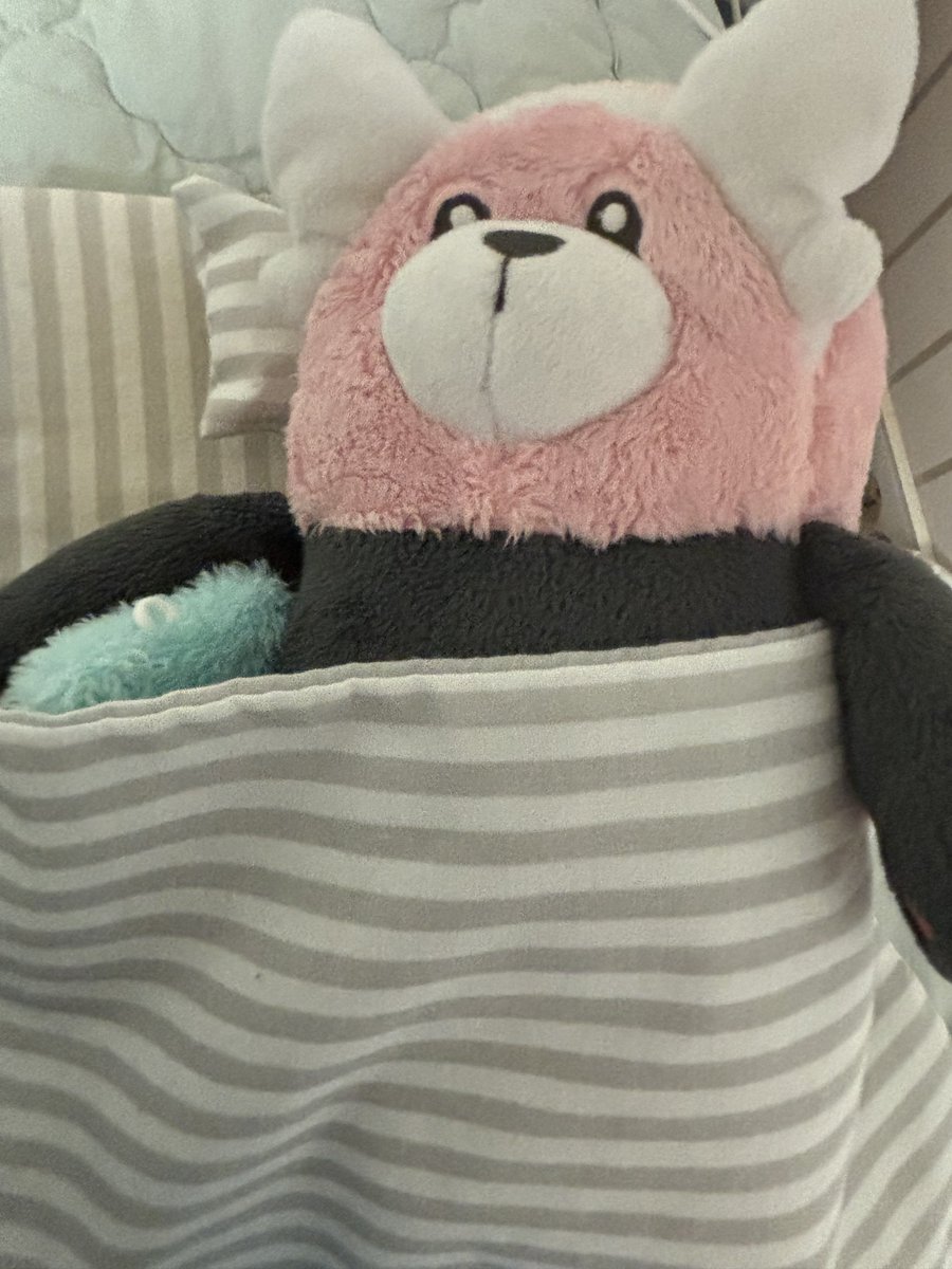 🧸 tweet media