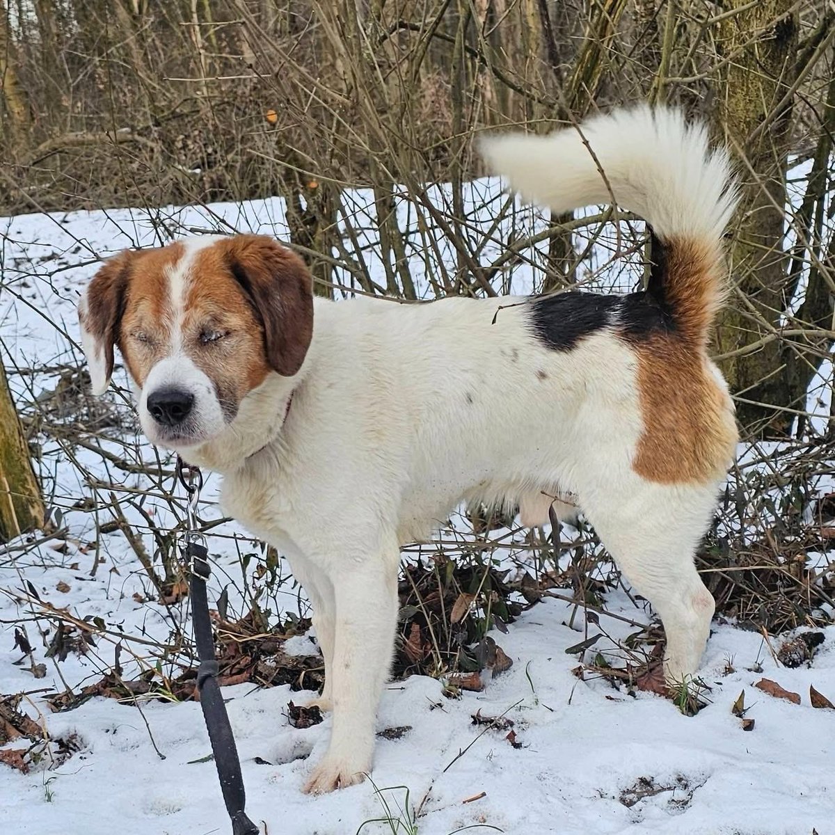 RobwalkaW's tweet photo. Bardzo proszę o puszczenie w świat Gałganka
schronisko,to nie miejsce dla takiego psiaka https://t.co/GPOC5TYC75