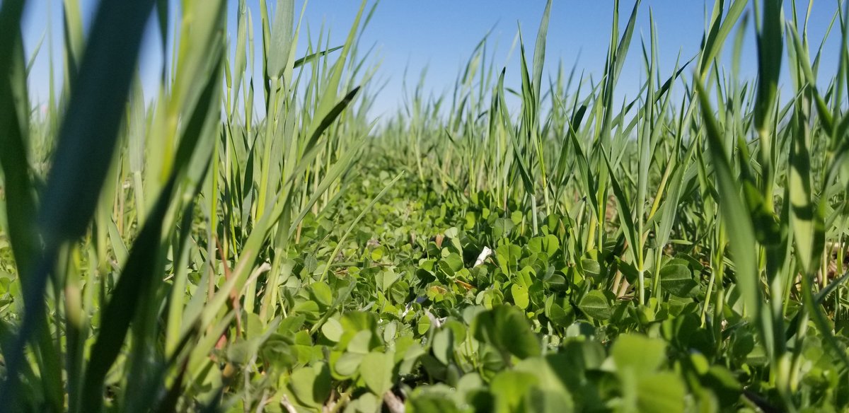 DEagronomy's tweet photo. Our 3-year, 2-location DE study evaluated cereal rye and rye + legume cover crop mixtures in soybean systems.  Soybean yield was largely unaffected, with grass + legume mixtures improved biomass without compromising soybean yield.
https://t.co/A7YAaYbfpR https://t.co/ddiGMlMjfj