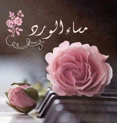 يحيى الملكي 💚💚 tweet media