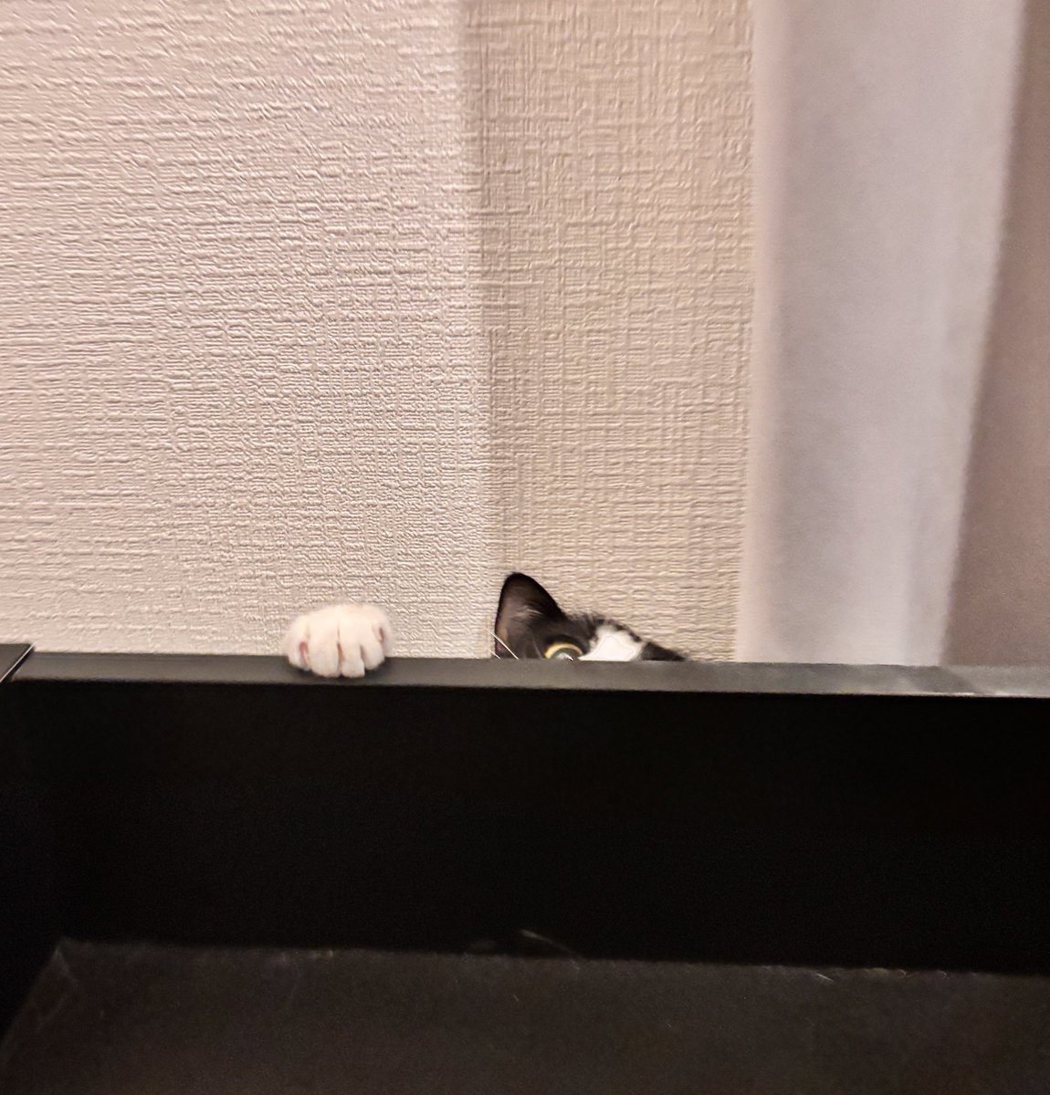 ハチワレ猫しゃち tweet media