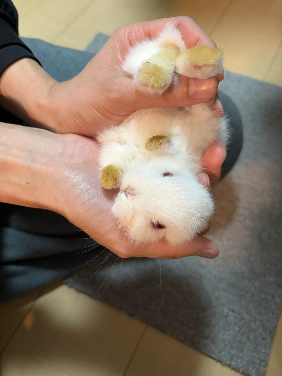 otacon_twr's tweet photo. あざといポーズ https://t.co/fzq9sC1WaI