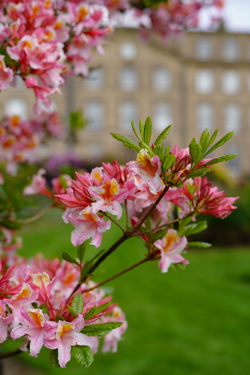 ushawdurham's tweet image. Some bright images to cheer you up during these gloomy February days 🫶

#Gardens #Garden #Spring #Winter