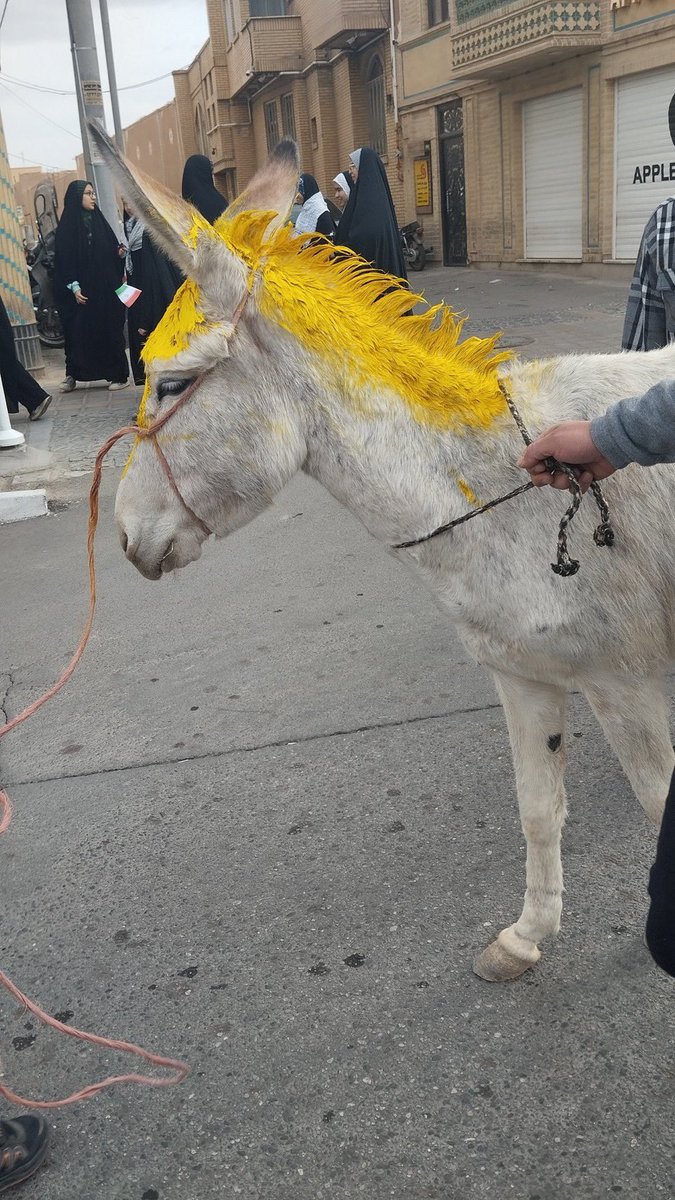MyLordBebo's tweet photo. 🇺🇸🇮🇷  Trump donkey seen in Iran at the protests.

Trump gonna bomb them got this. 🤣 https://t.co/yGNuk8e3qM