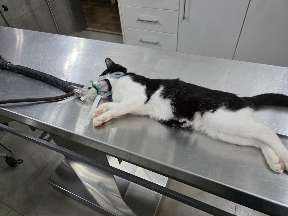 Zaubermaus57's tweet image. Jetzt hat Michael auch noch einen schweren Notfall. Die kleine Maus wurde so stark getreten dass ein hüftknochen gebrochen ist. Ich muss um Hilfe für die OP Kosten bitten. Wer helfen möchte Paypal Account zaubermaus57@gmail.com RT wäre nett vielen Dank 😺 💖