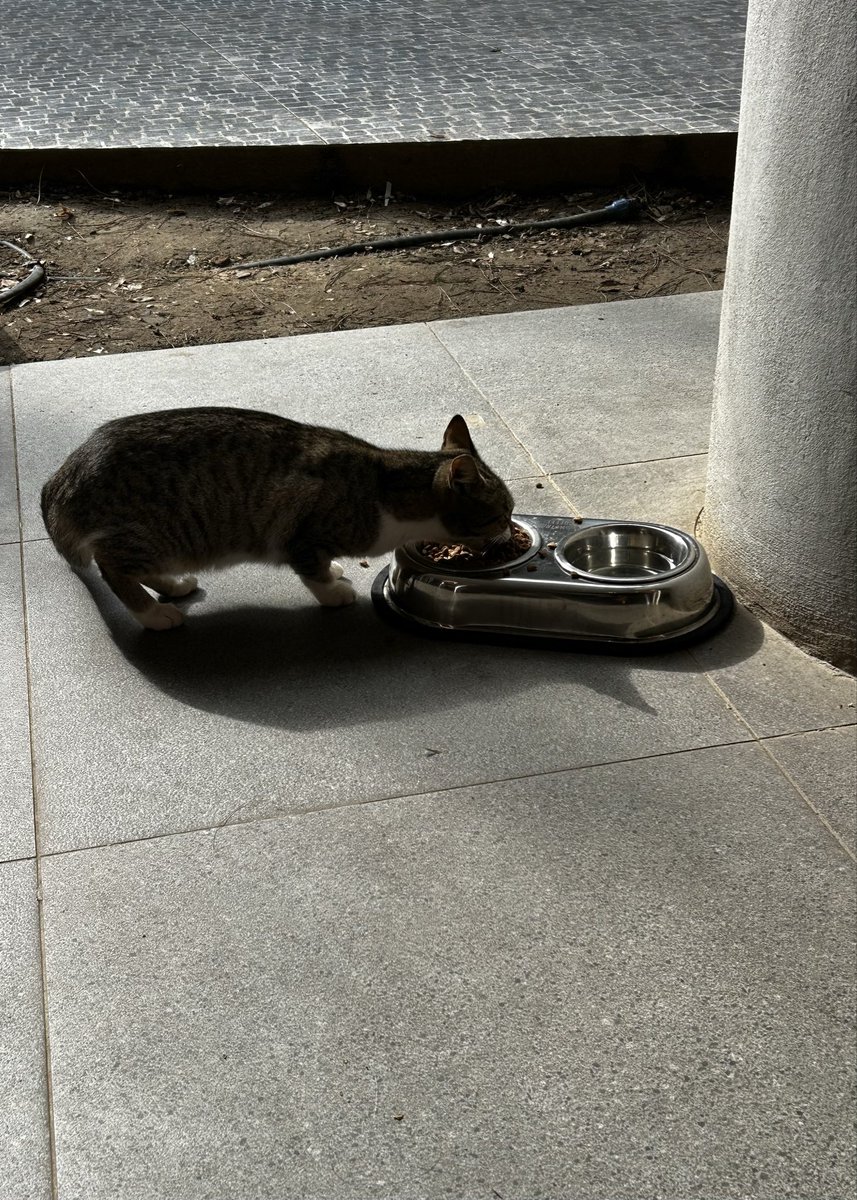 devilinsideus_'s tweet image. kahve ve kedonun eşlik ettiği bir self date günü hamnet ile kapandı. eve dönüş yolunda filmi sindire sindire yürürken karşıma çıkan yazı… epey manidar oldu.