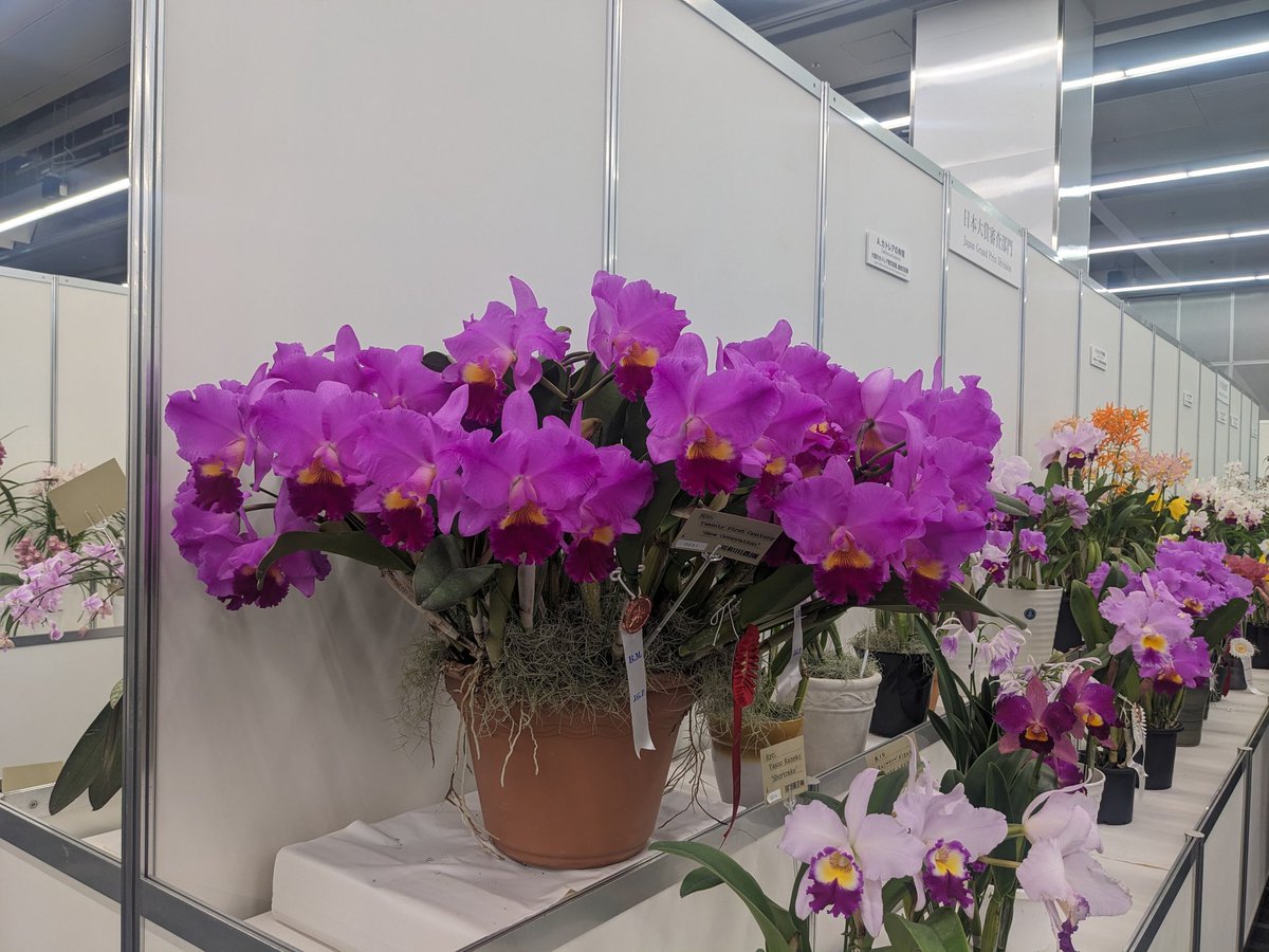 OIa246's tweet photo. 世界らん展に行ってきました！ https://t.co/Gb4vTtVcQx