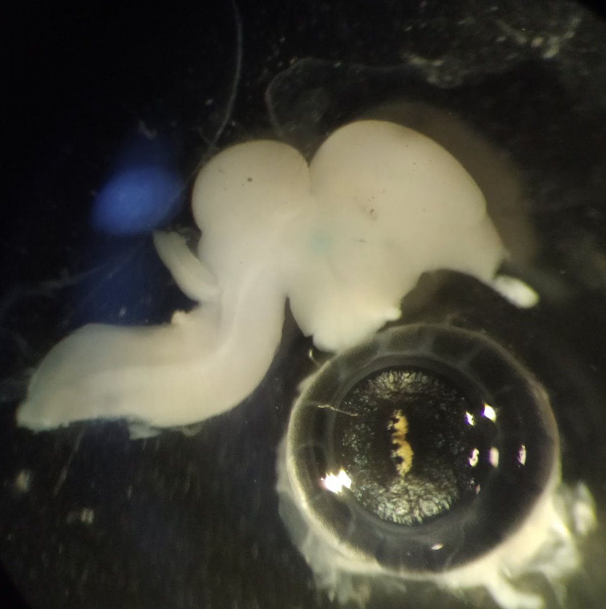 Fernando García-Moreno tweet media