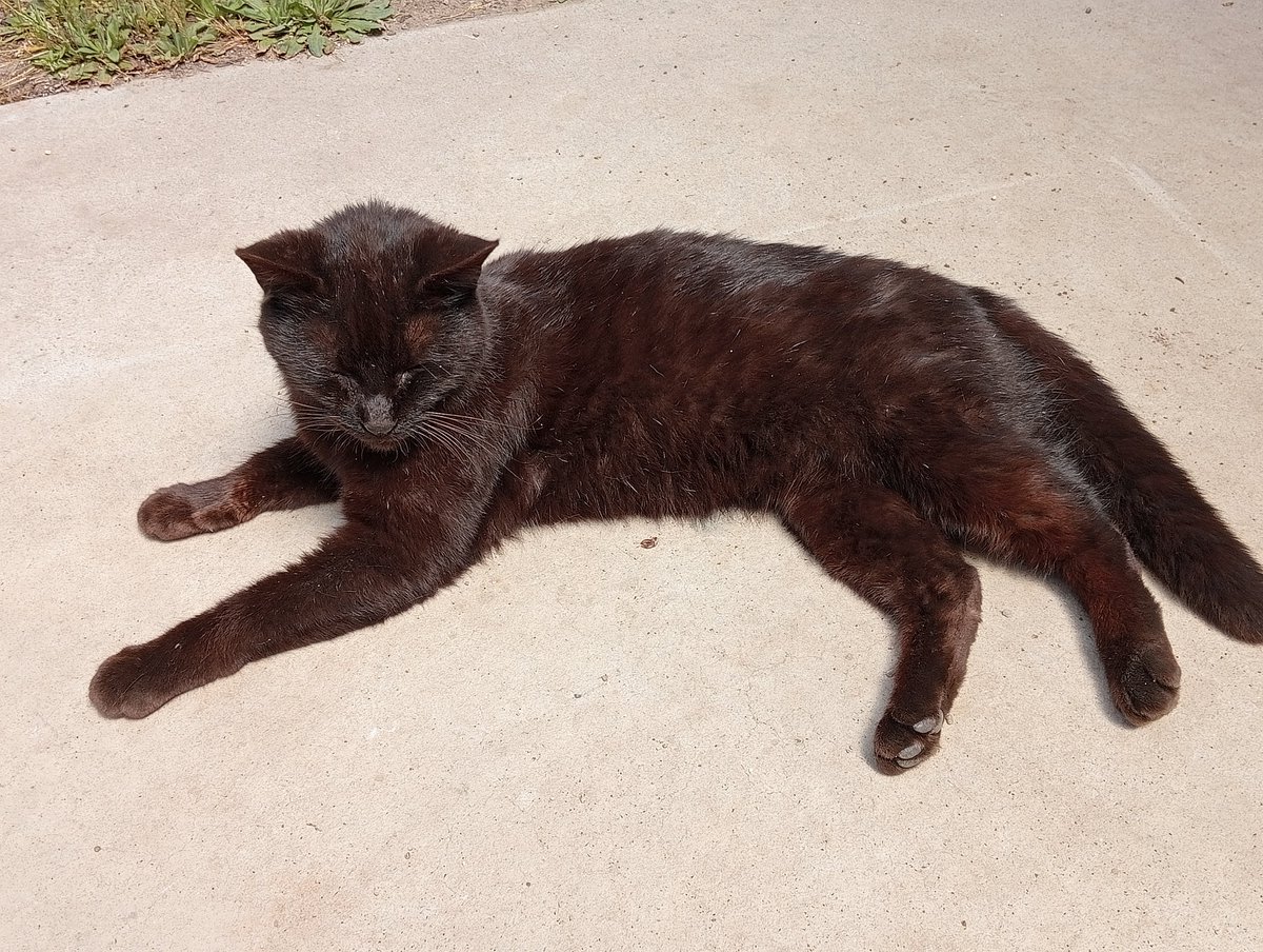 よく家に遊びに来てくれた黒のノラ猫
また一緒に遊びたいよ。