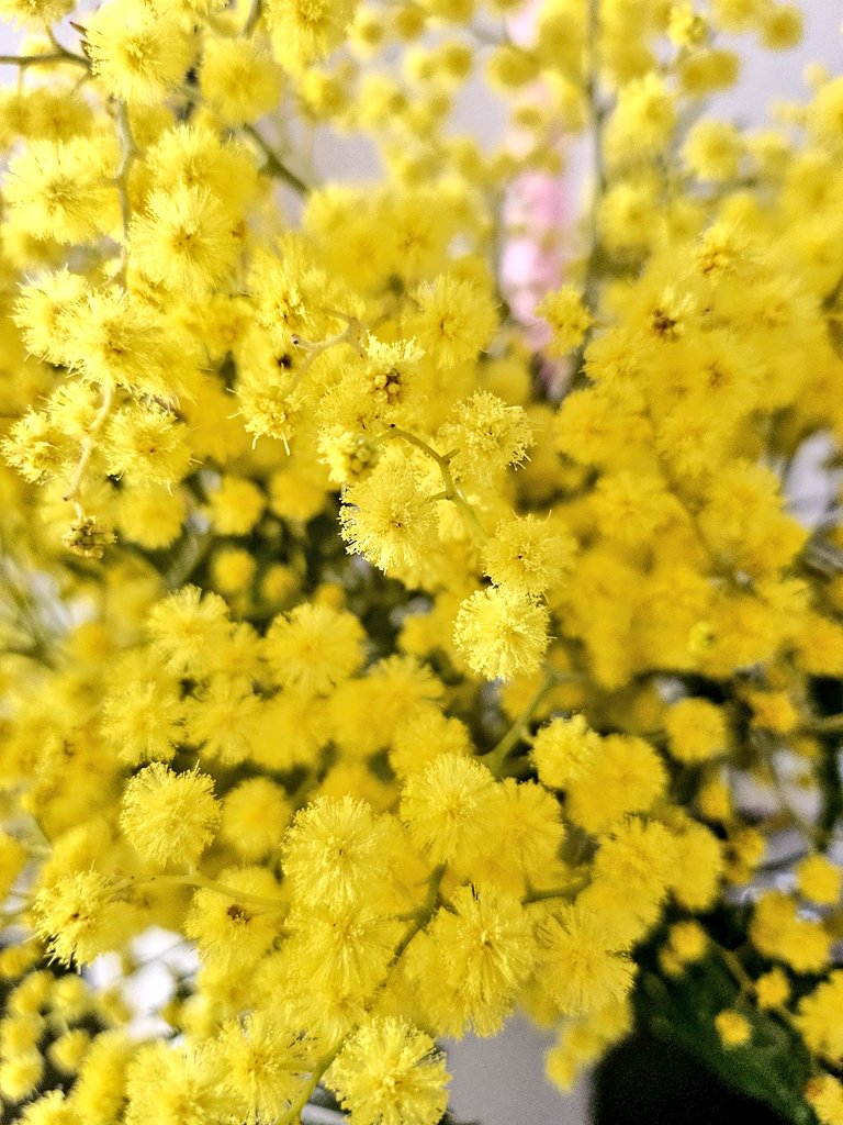 주룩주룩 비는 오지만 그래도 미모사의  계절은 어김없이 왔다.