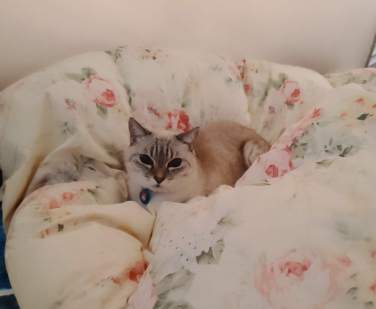 最近のうーさん一匹の時はうちの布団の上にいる