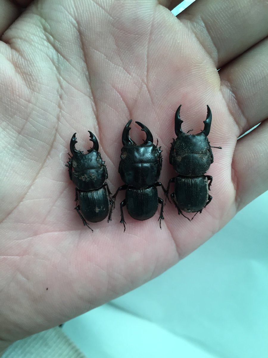 OZGAIDO's tweet photo. タスマニアのカタハリクワガタ https://t.co/r3KpqAy8p4