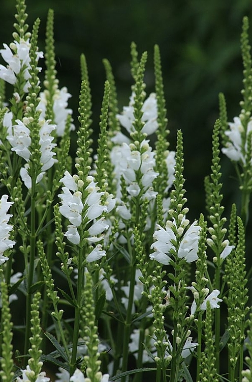 mireya starkenberg tweet media