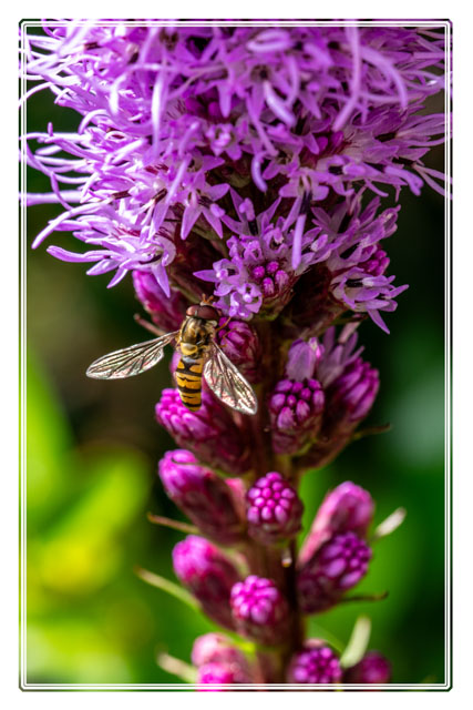 photos_dsmith's tweet image. The #sweet #smell and #colour from this #blazing #star #flower is an #incentive to many #insects such as this #hoverfly. #gardenphotography #macrophotography #macro #photography. Shot in a #garden near our #studio in #stockport #flowerphotography #summer #flowers #insect