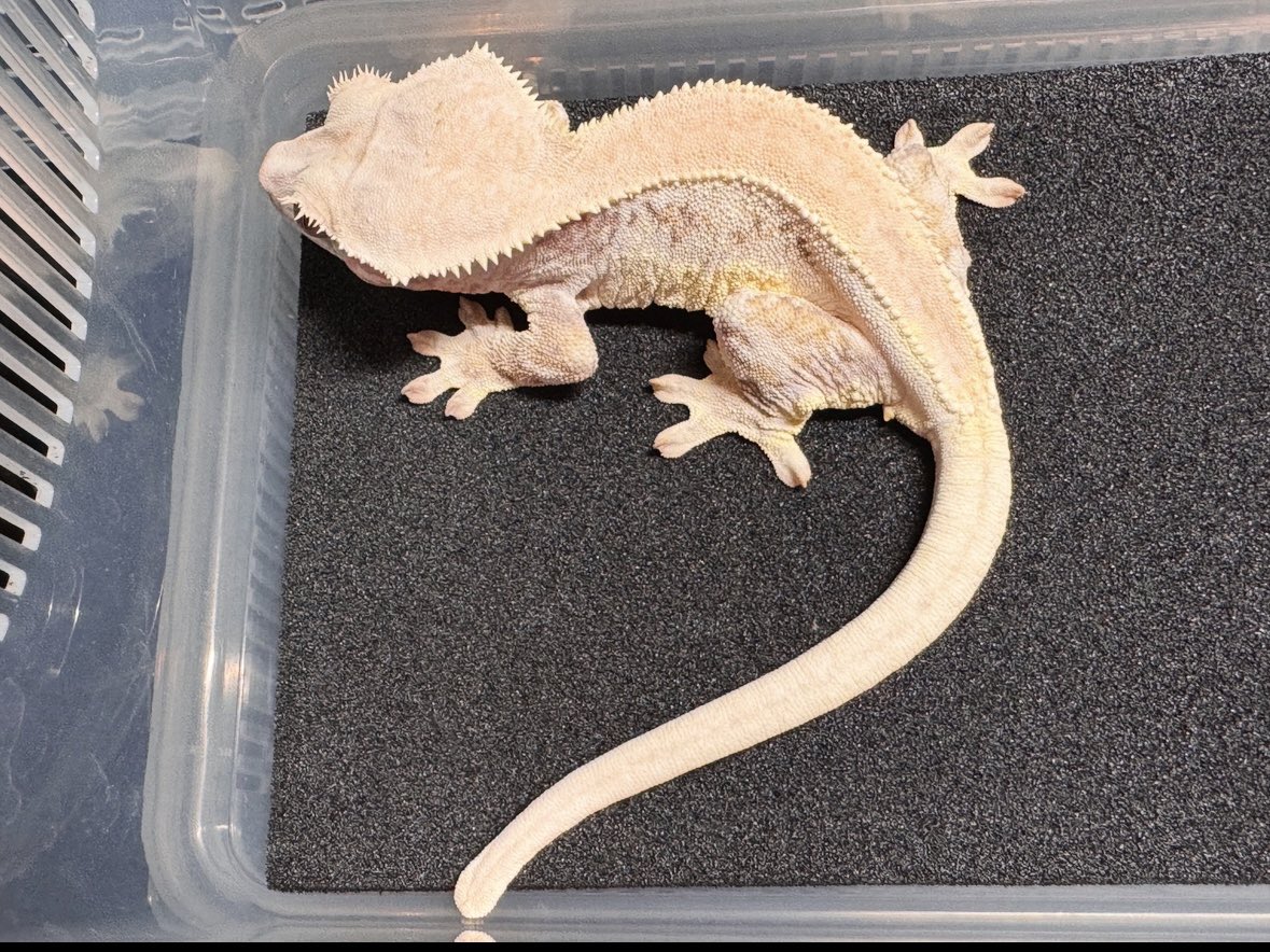 さてて、リリース用のクレ🦎ぴょん達の汚世話終わったのﾝで、次はお団子🍡ちゃんの汚世話♪ また殖えてるかなぁ✨😅
このリリʚ🎀ɞちゃんもダウン中だけど、体格も良い感じ·͜·ᰔᩚ

#ｸﾚｽﾃｯﾄﾞｹﾞｯｺｰ
#自家繁殖