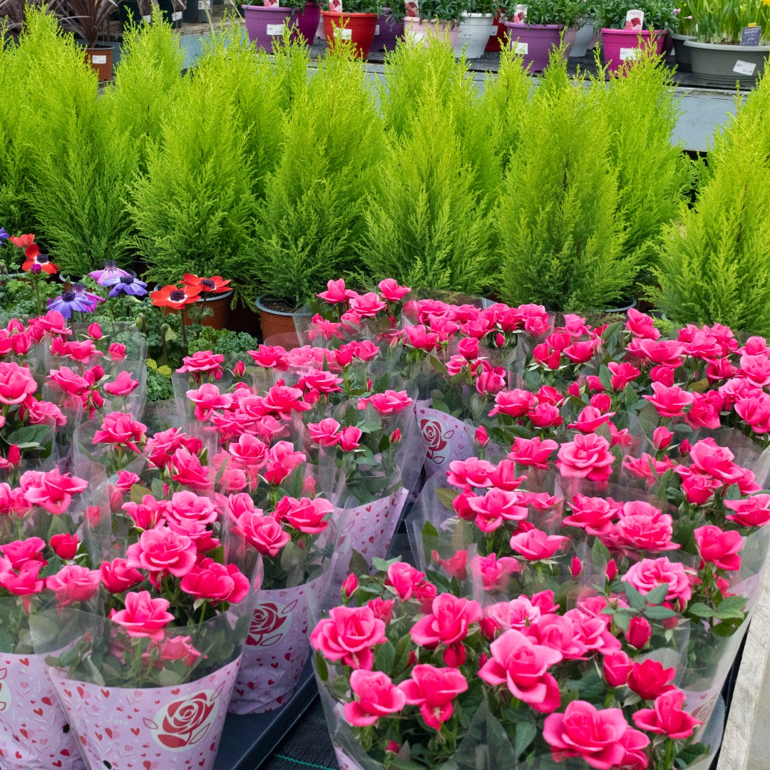 Whitakers Garden Centre tweet media