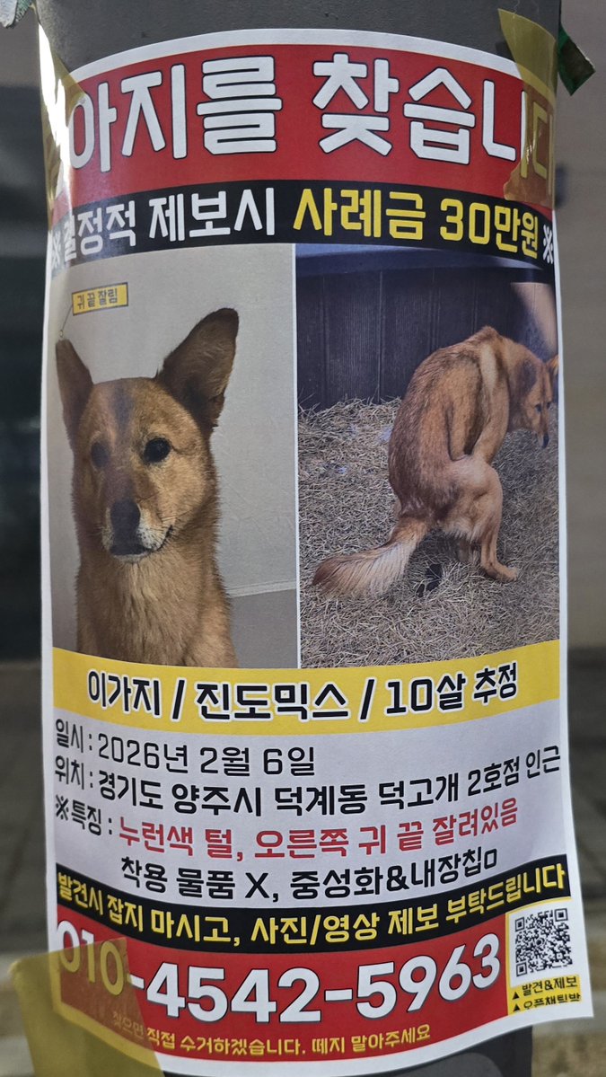 산책하다 이런 전단지를 봤어요 추운데 강아지가 빨리 집에 돌아가기를