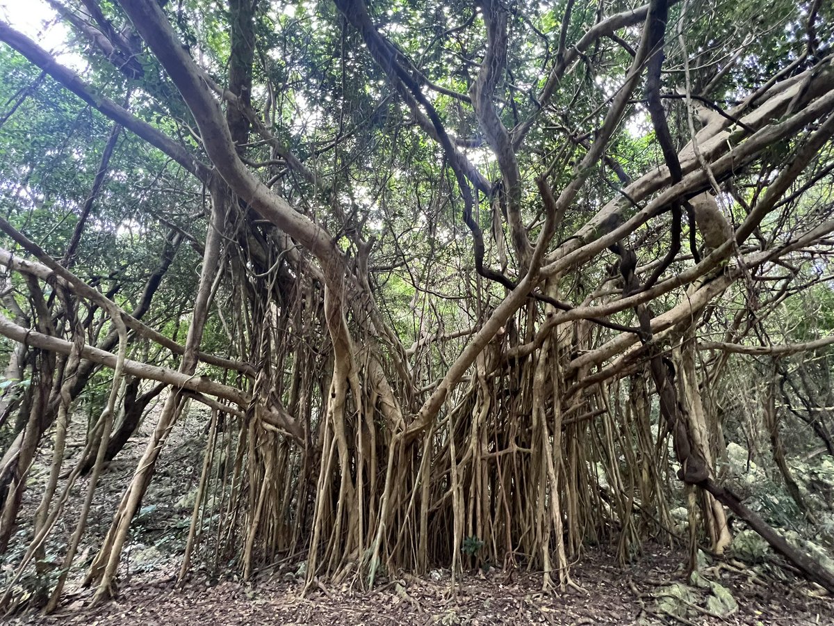 カヤック乗ったり登山したりで沖縄の大自然満喫した代わりに体力が死んでる…
_(:3 」∠)_
明日筋肉痛確定なんだが